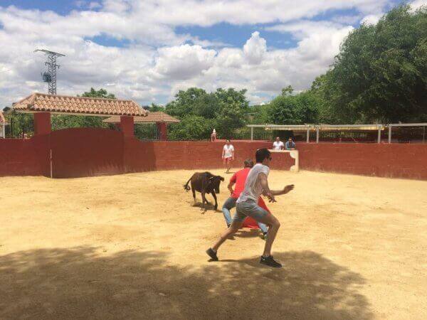 Benidorm bullfight | The Matador stag